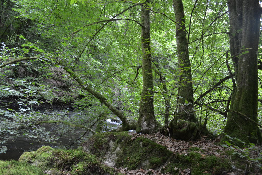 Gite La Clef Des Champs Libin Kültér fotó